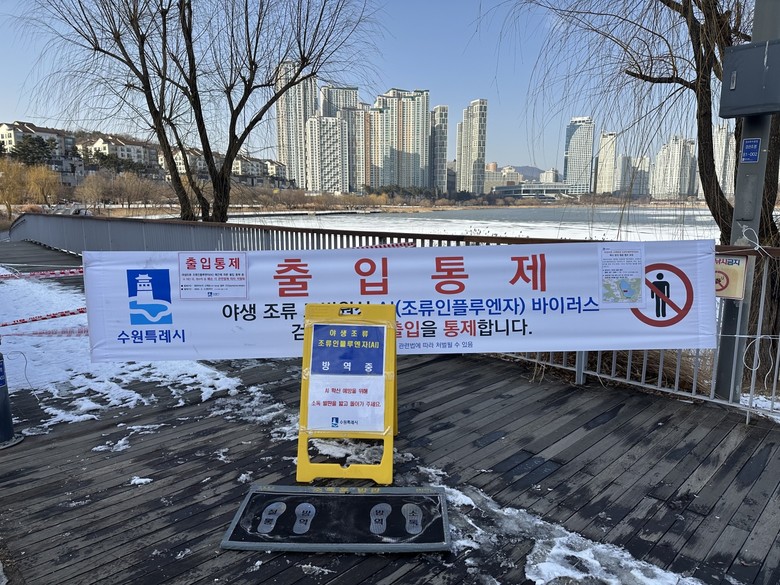 수원 원천호수에서 수거한 큰기러기 폐...