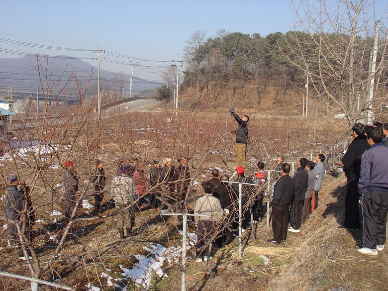 복숭아나무 동계전정 서두르지 말고 늦...