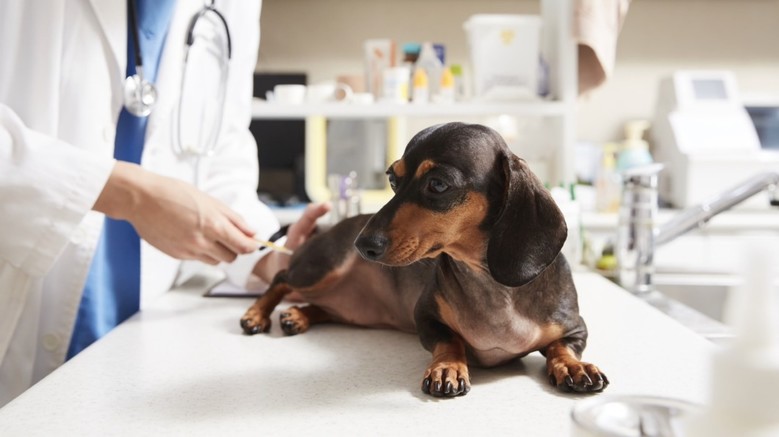 강북구, 반려동물 의료비 덜어주는 ‘...